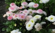 Bellis perennis.JPG