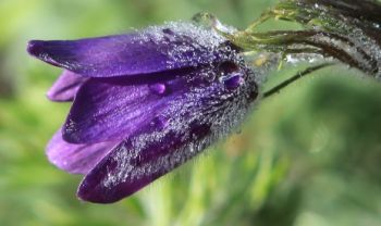 Pulsatilla