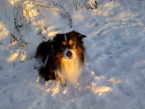 Murphy im Schnee.jpg