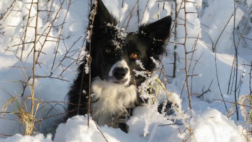 Petra O�Shea Mobile Tierheilpraktik Niederkrüchten Hunde(Pfoten